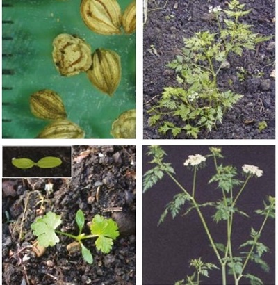 Fool's parsley at four growth stages